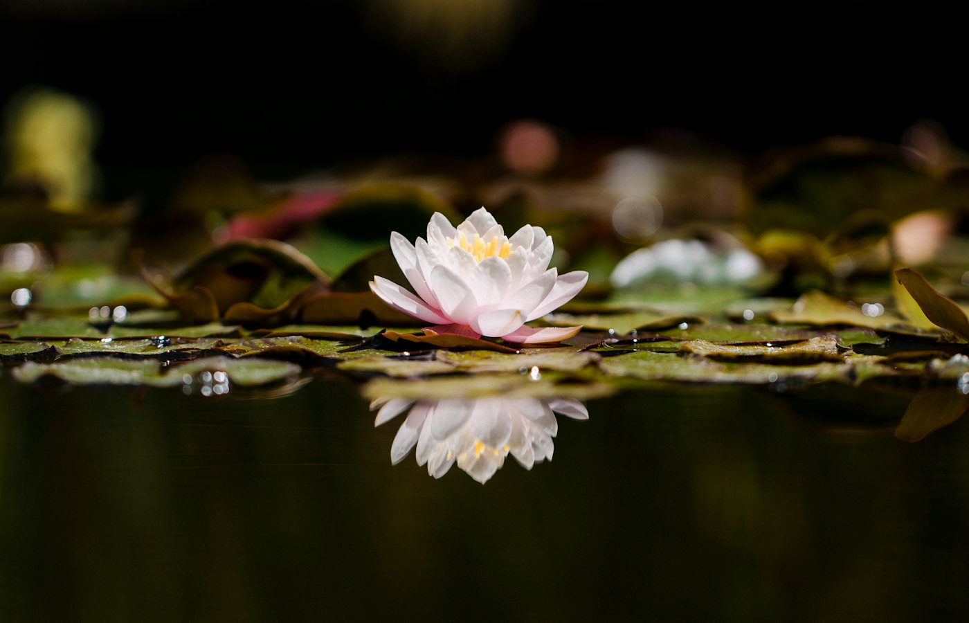 7 Days Healing Retreat in Kathmandu, Nepal